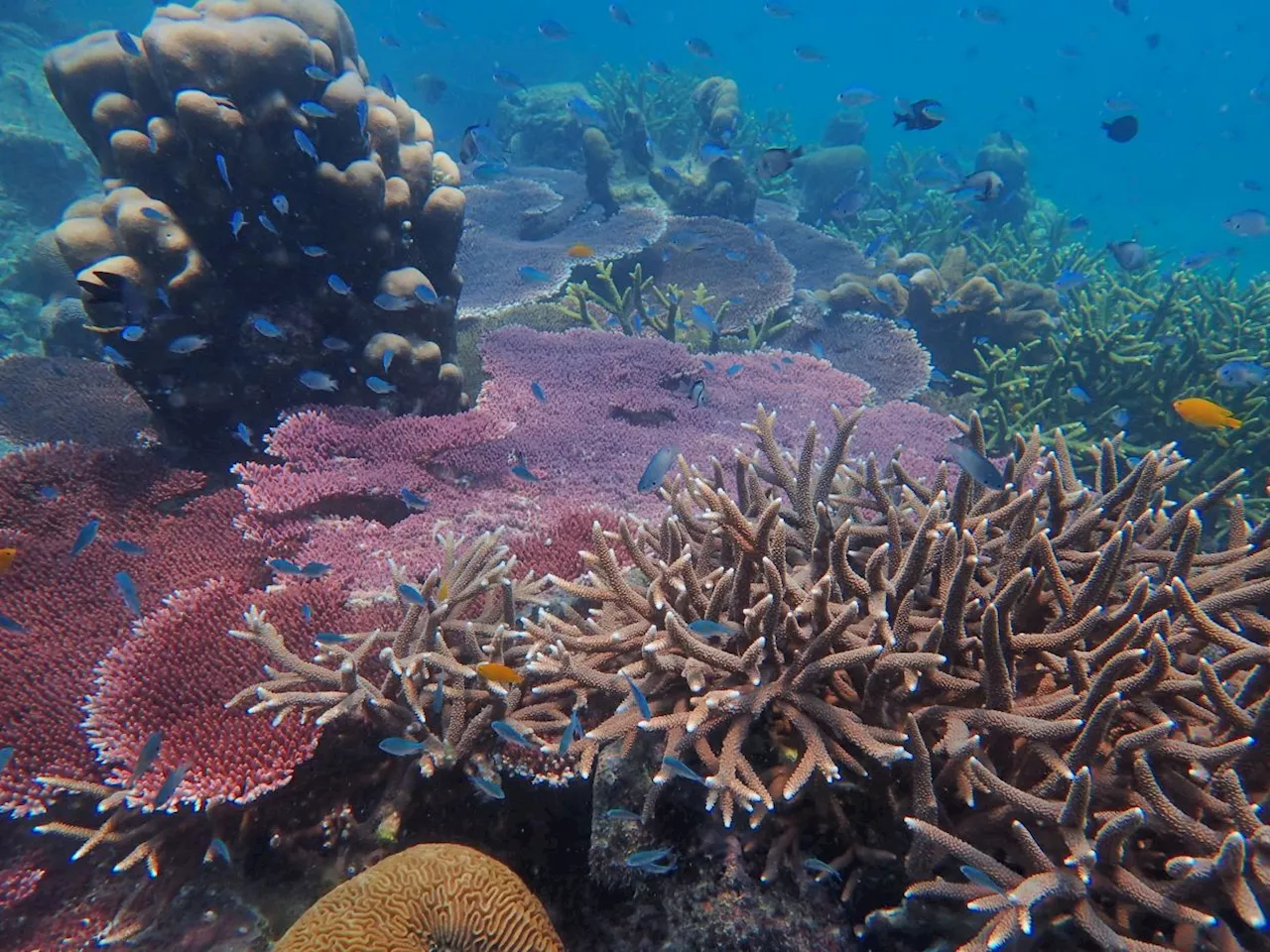 Fisheries Dept identifies 263 species of marine life in Melaka Marine Park