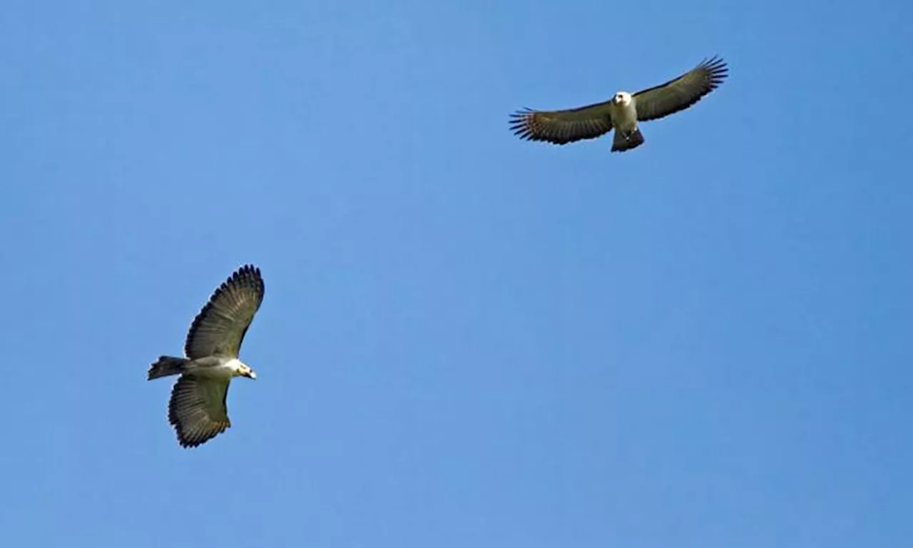 PH Eagle breeding season begins