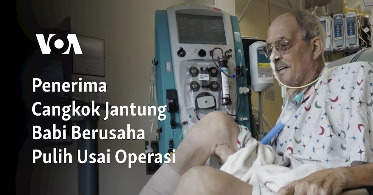 Penerima Cangkok Jantung Babi Berusaha Pulih Usai Operasi