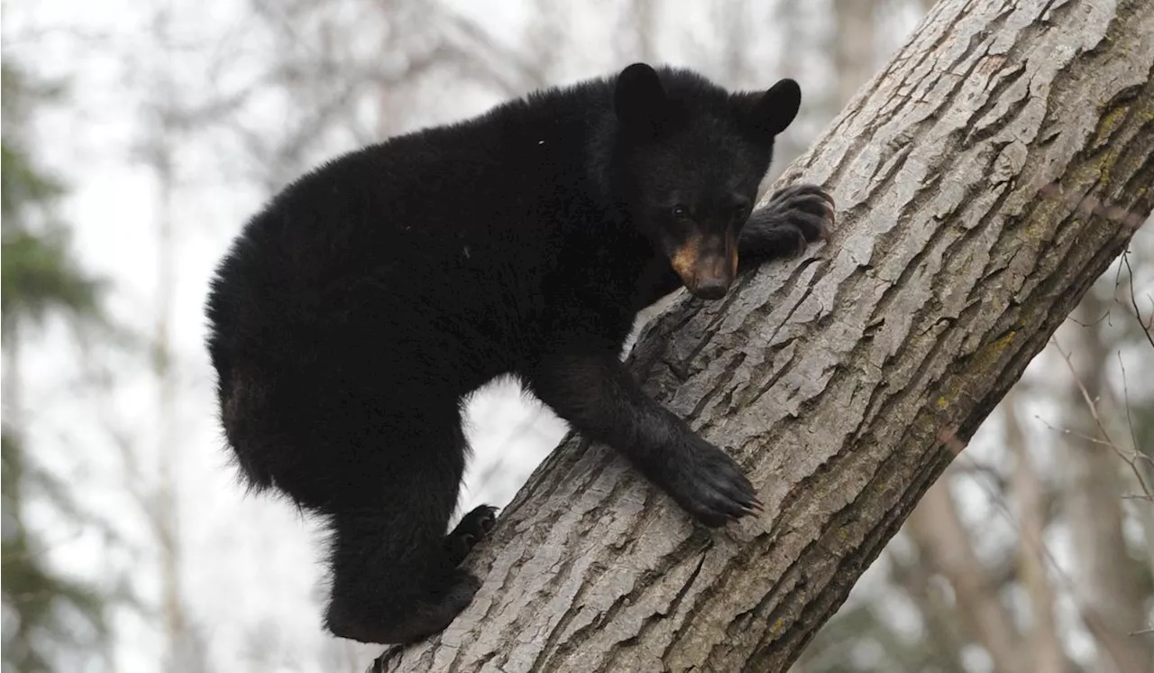 Black bear cub caught in Alaska grocery store, ultimately euthanized