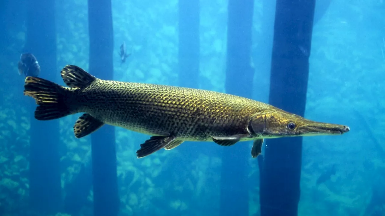 Man catches record-breaking Alligator Gar on East Texas lake