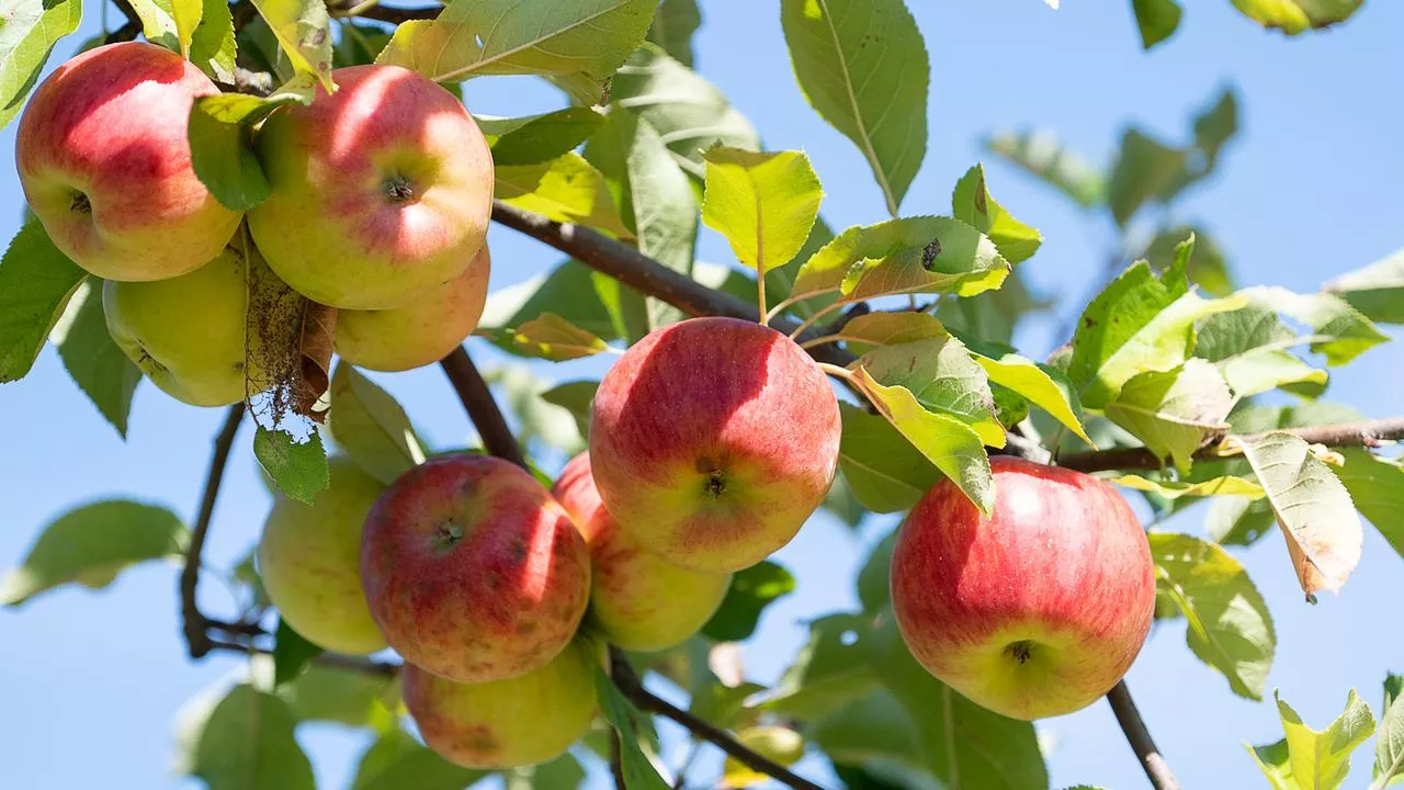 Schlechte Ernte lässt Apfelsaft knapp werden