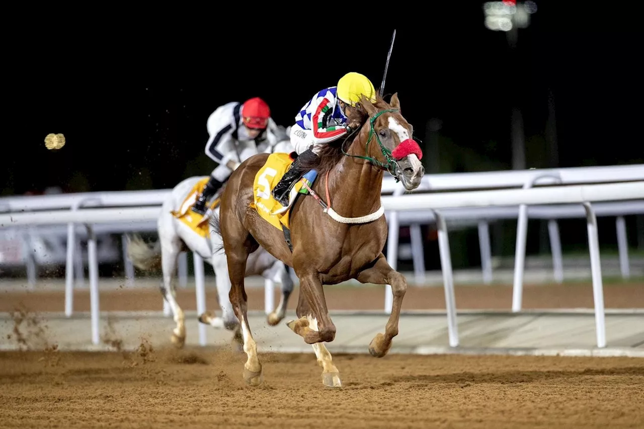 «سباقات الخيل»: رفع جوائز السباق الأغنى لكأس السعودية