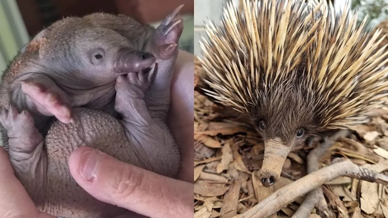 Rescuer reunites with baby echidna months after saving him from floodwaters in far west NSW