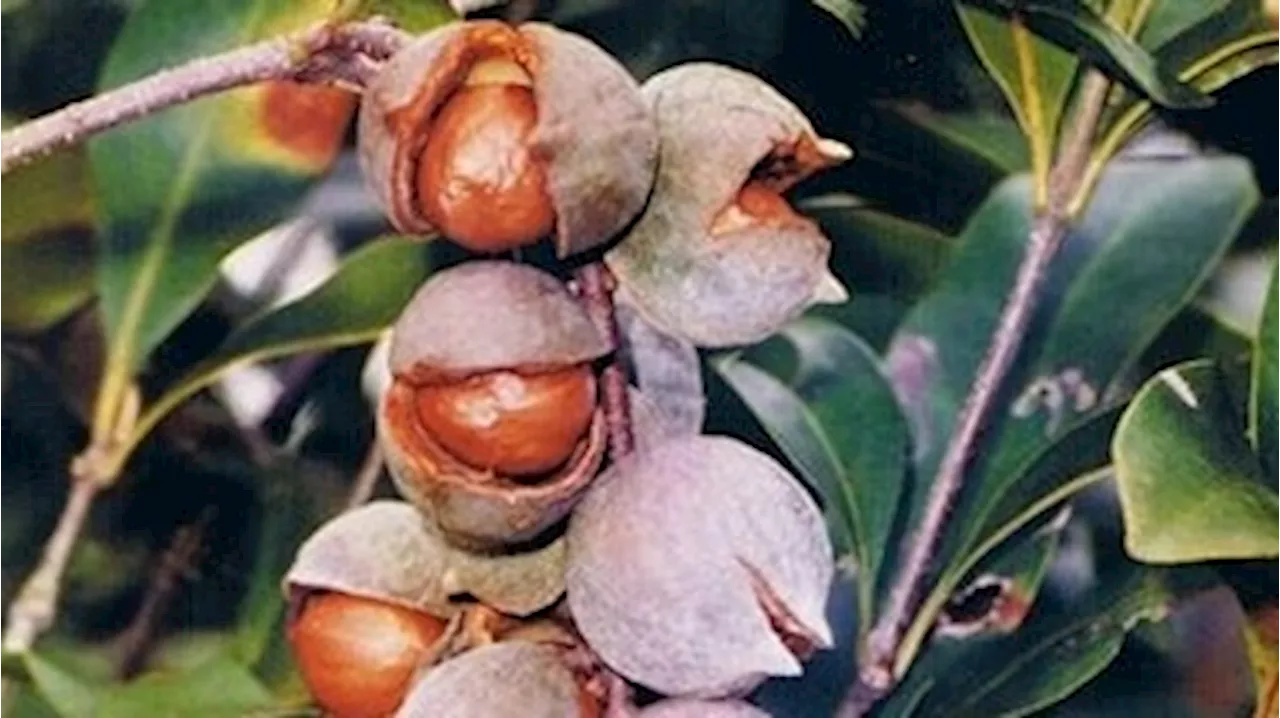 The race to preserve wild macadamia trees receives a boost through new recovery plan