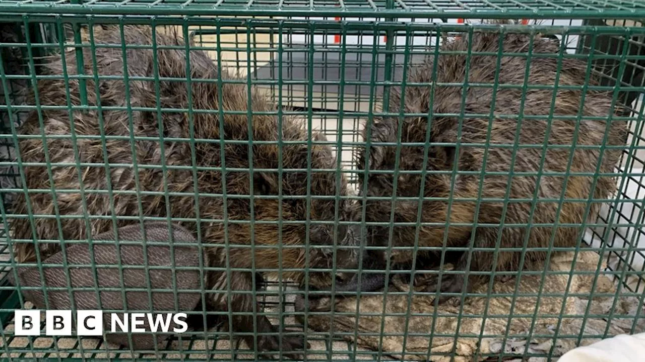 Beavers saved from drowning in Frome storm drain