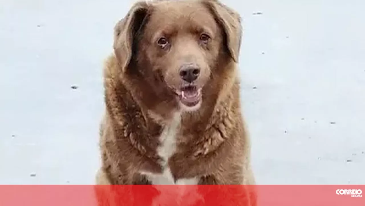 Morreu Bobi, o cão mais velho do mundo