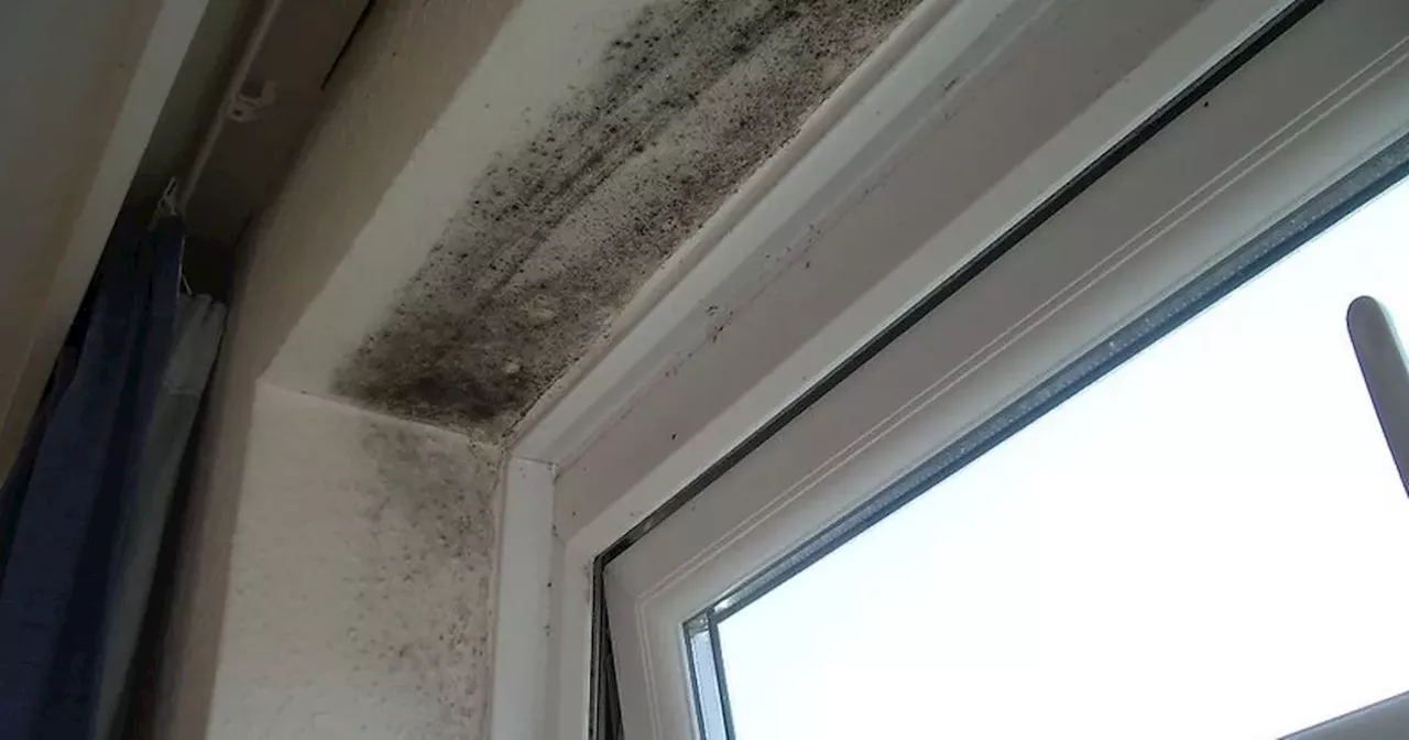 Painting expert warns against black mould hack that is 'never a good idea'