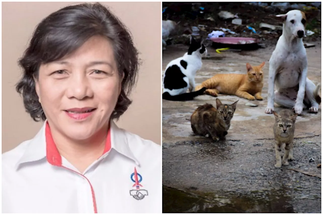 Kota Kinabalu flooded with stray dogs, cats: YB