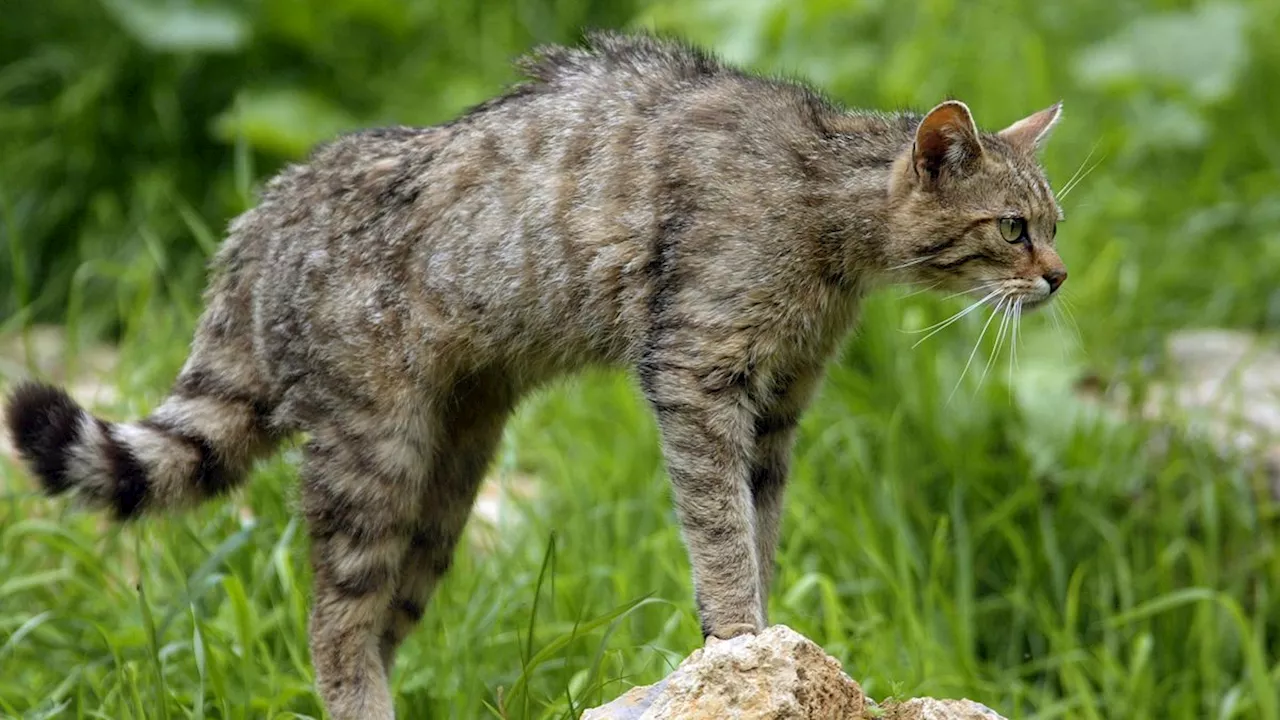 Solling im Weserbergland: Wildkatze versperrt Wanderern den Weg