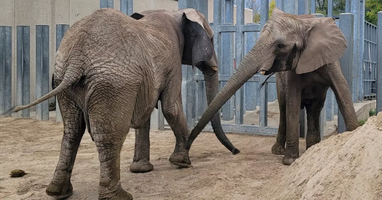 Utah elephants Christie and Zuri arrive at new home