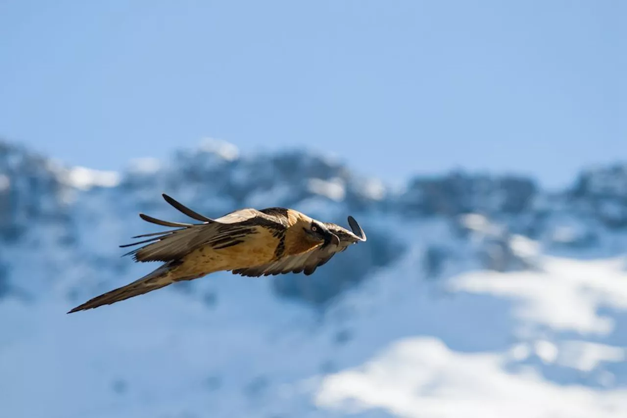 Loto 'Mission nature' : des tickets à gratter pour sauver le gypaète barbu, grand rapace des montagnes