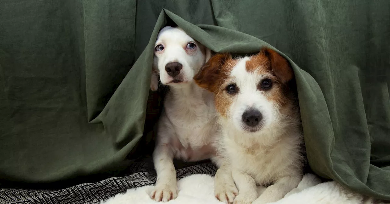 'Godsend' gadget that calms stressed pets reduced to £18 ahead of Bonfire Night