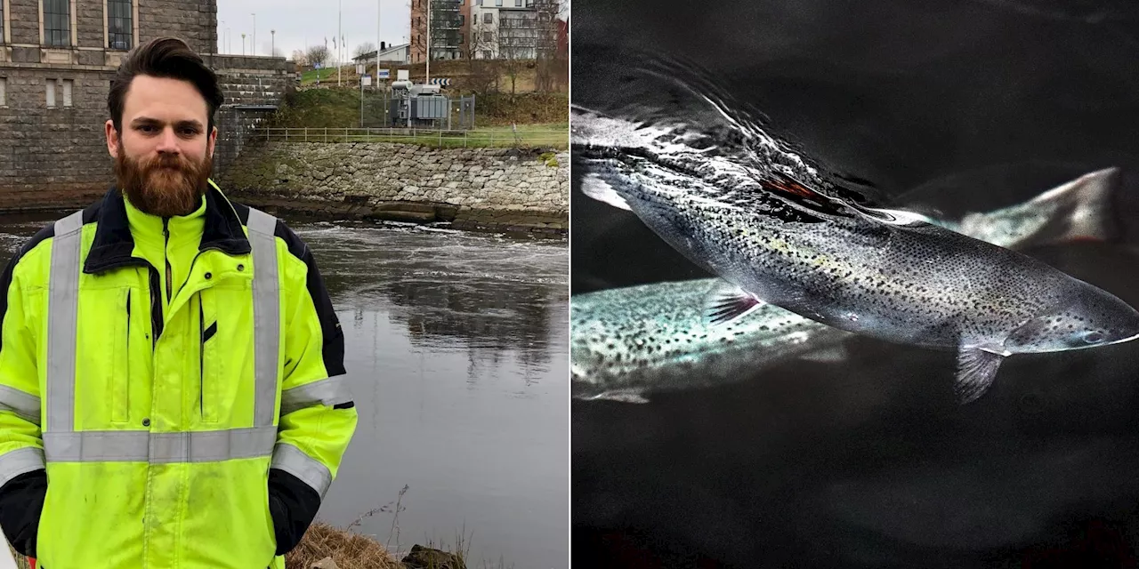 Laxodlingen förklaras fri från allvarlig virussmitta