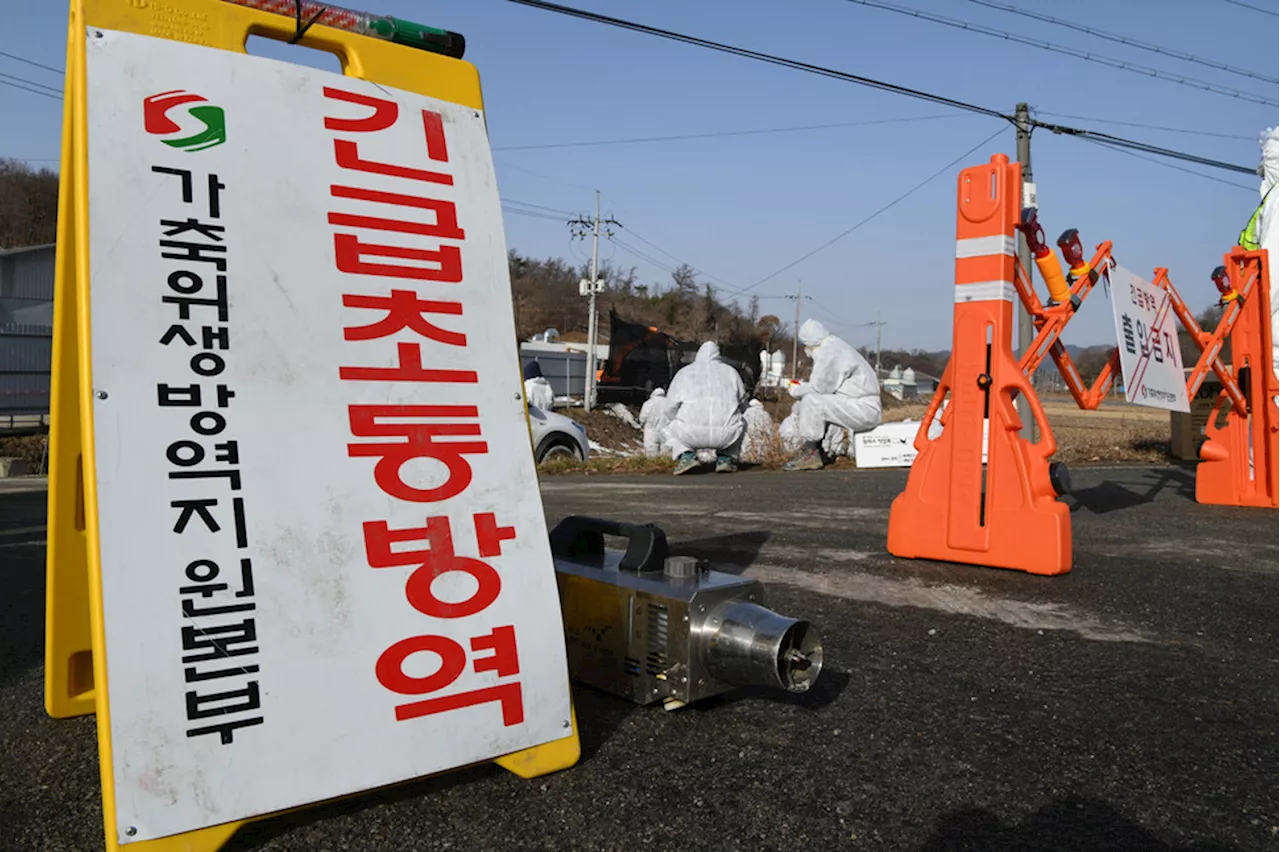 살처분 소 1만리터 통에 담아 ‘보관’…‘럼피스킨’ 충청·경기 확산