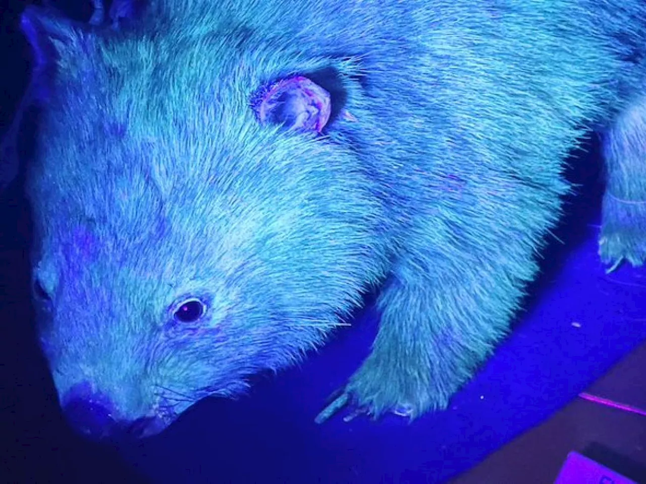 'Si illuminano al buio': cosa c'è dietro gli animali fluorescenti