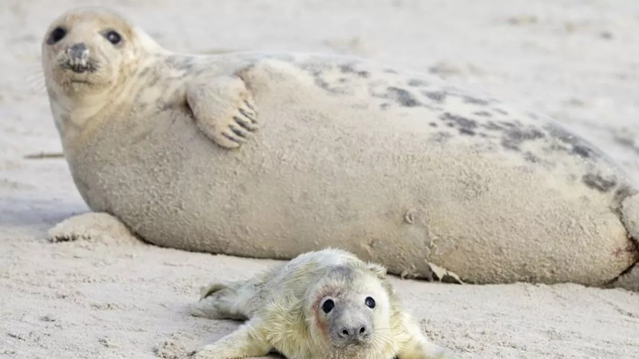 Dotty, a California seal, is pregnant with 12th pup