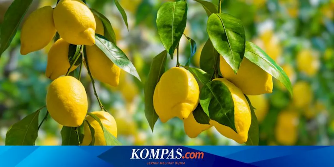 Daun Pohon Lemon Menguning? Ini Penyebab dan Cara Mengatasinya