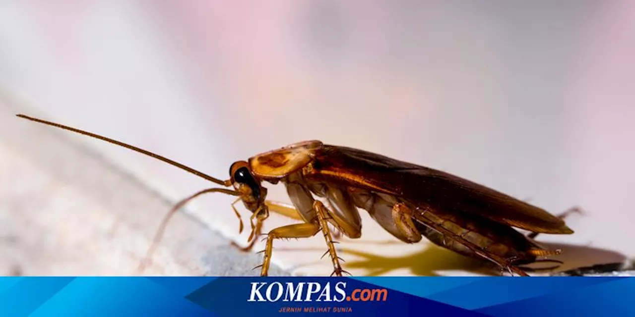 Kecoak Disebut Lari ke Tempat Aman dan 'Mandi' Usai Menyentuh Manusia, Ini Kata Pakar