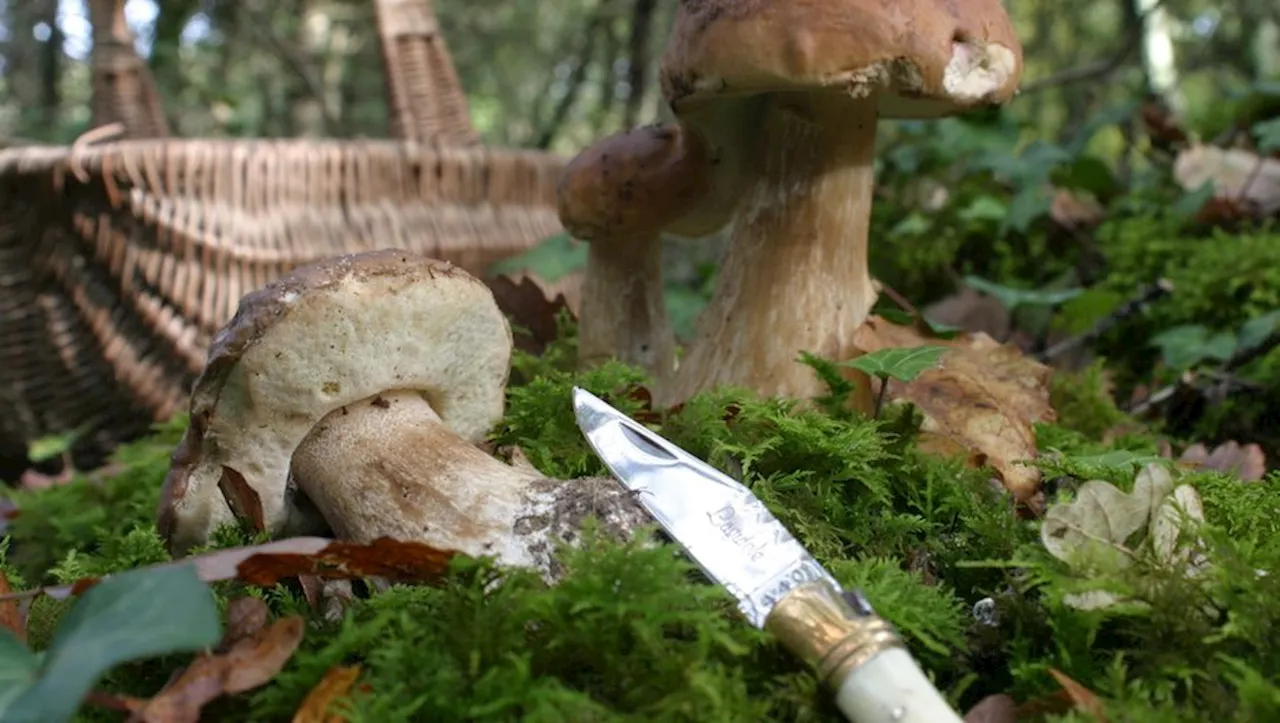 Avec la pluie vient le retour de la cueillette des champignons en Lot-et-Garonne