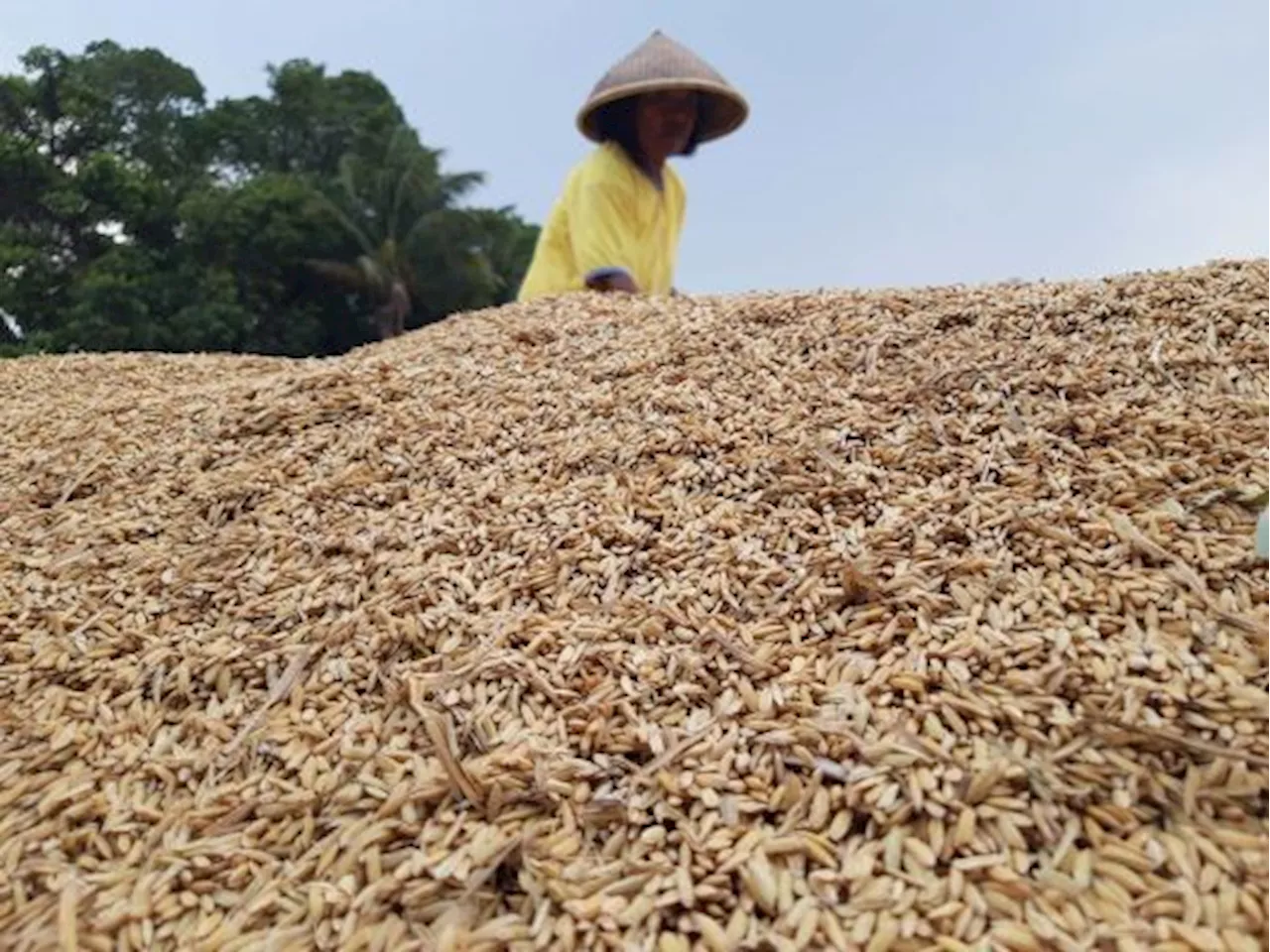 Ada Panen di Singosari, Stok Beras di Malang Raya Terpantau Mencukup