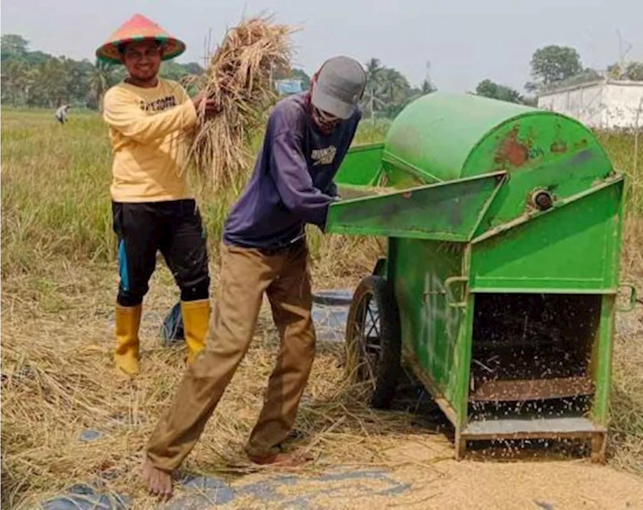 Infrastruktur Pertanian Maksimalkan Hasil Produktivitas Padi di Sumsel