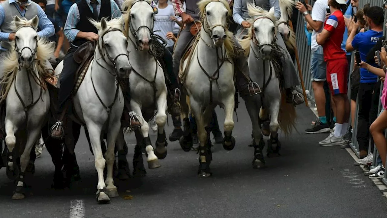 Un cheval casse son mors et percute une barrière lors d'un concours d'abrivado à Bellegarde : cinq blessés