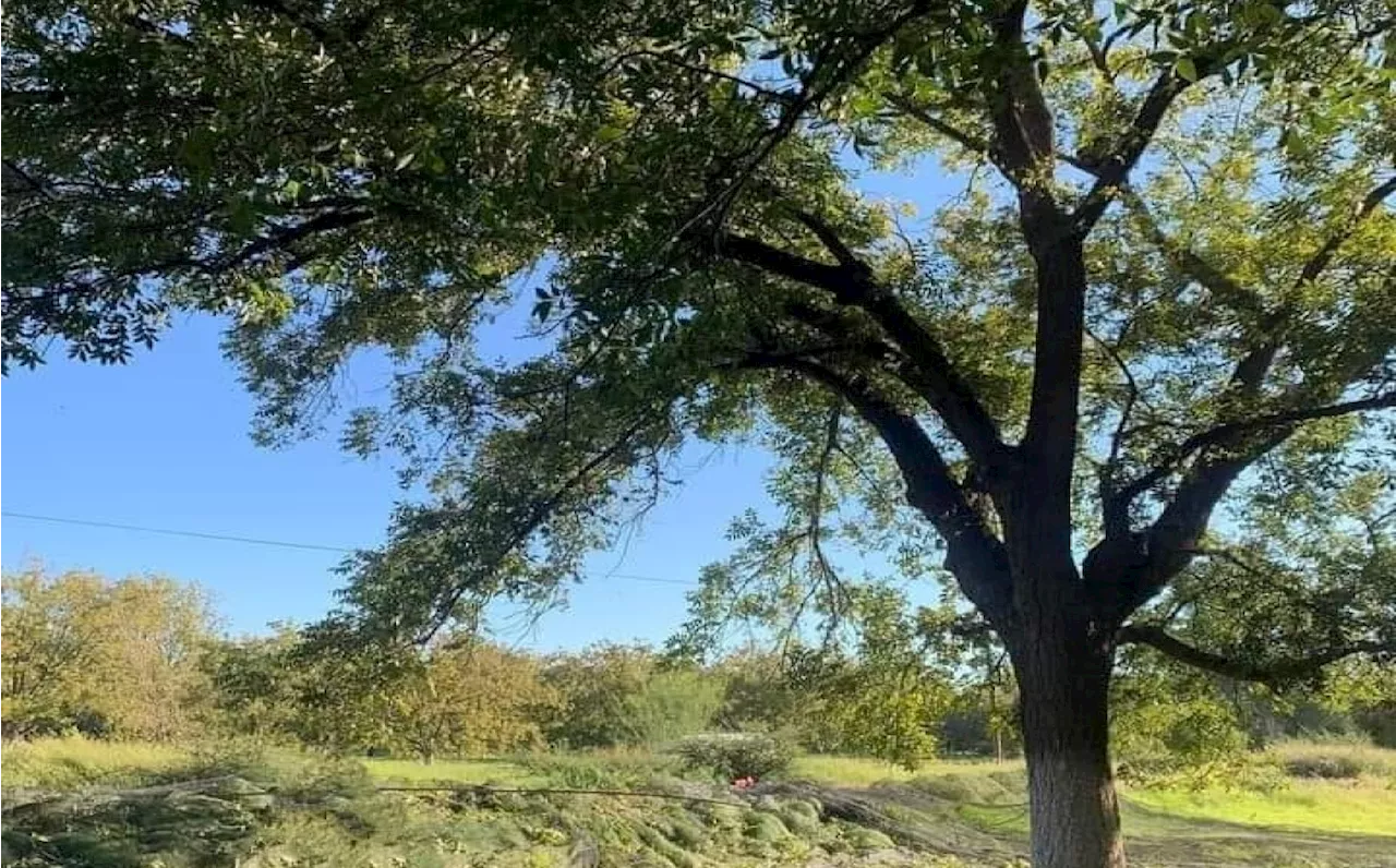 Hombre mayor muere tras caer de árbol donde cortaba nuez en La Laguna