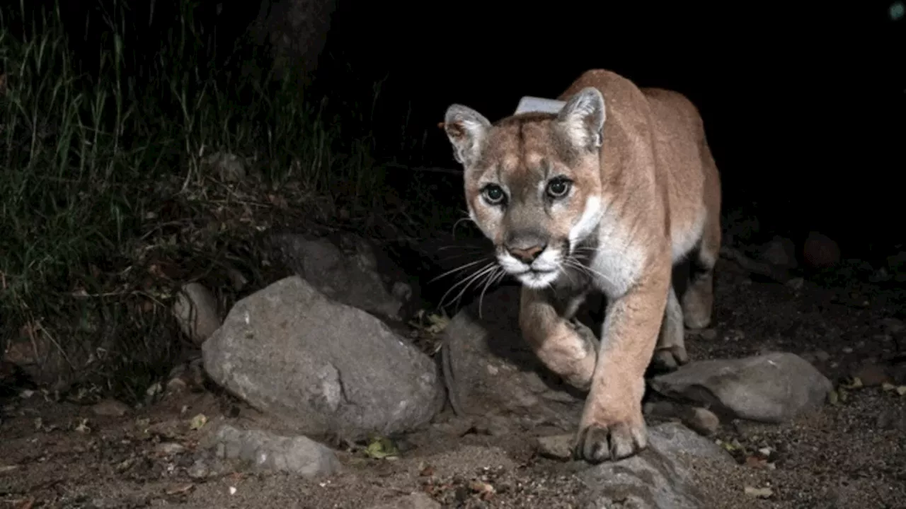 Celebrate famed mountain lion P-22 at Griffith Park festival