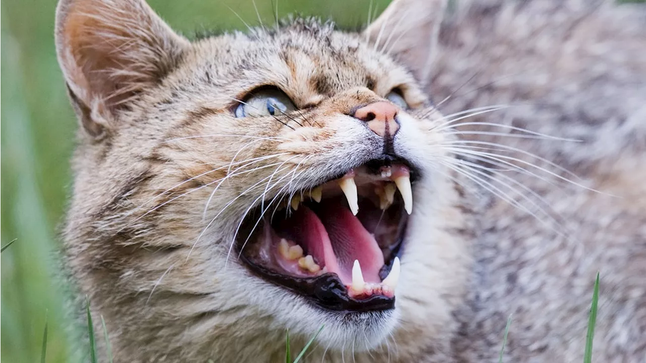 Wildkatze versperrt Besuchern auf dem Sollingturm den Weg