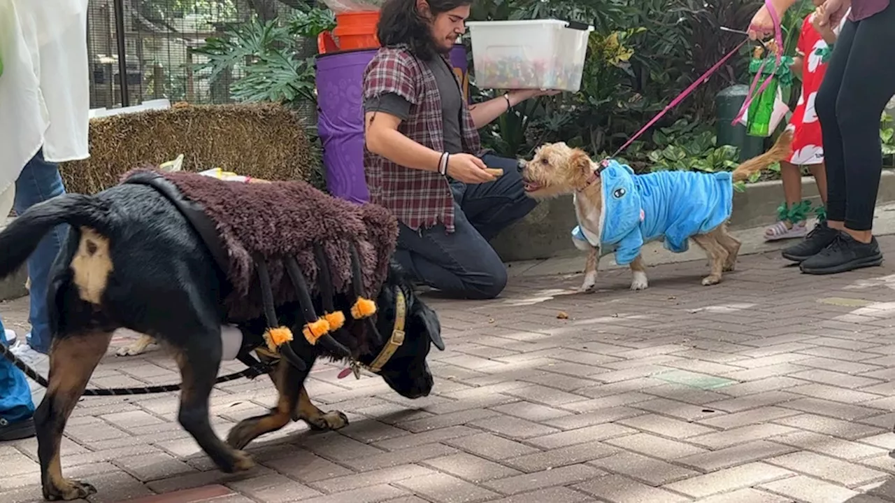 PHOTOS: Dog Day at the zoo