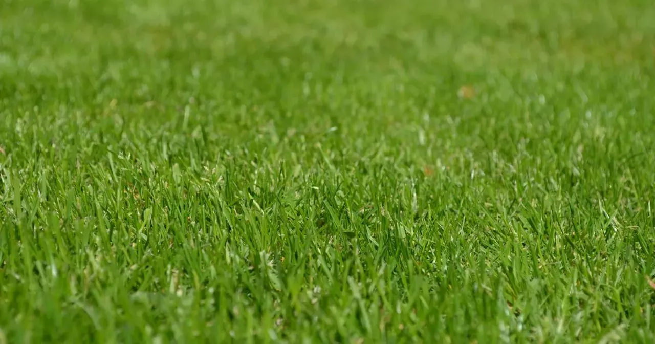 Expert's advice to protect your lawn from rain and wind