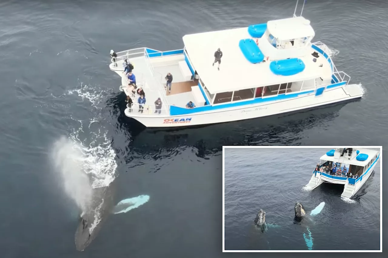 'Dancing' humpbacks wow whale-watching tour off California coast: 'Magical'