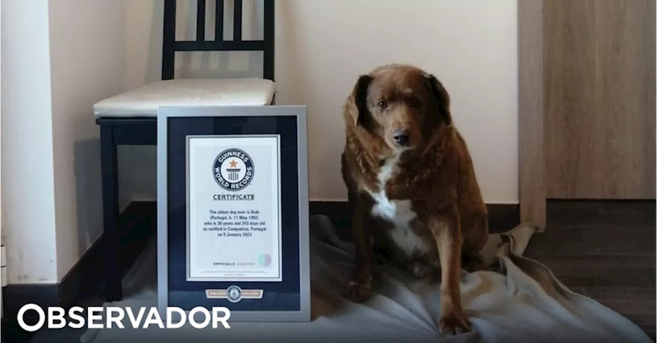 Morreu Bobi, o cão português que era o mais velho do mundo