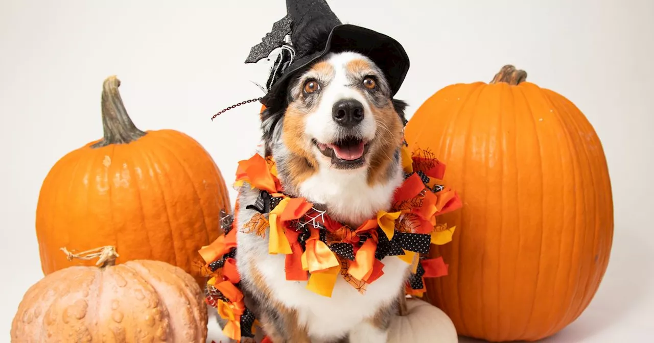 Dog owners warned of dangerous Halloween food that can cost €230 and vet trip