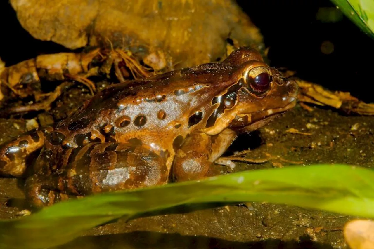 Sliver of hope as ‘mountain chicken’ frog shows resistance to deadly disease