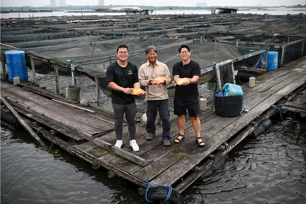 Raising standards of coastal fish farms in S’pore with tilapia, the ‘chicken of the sea’