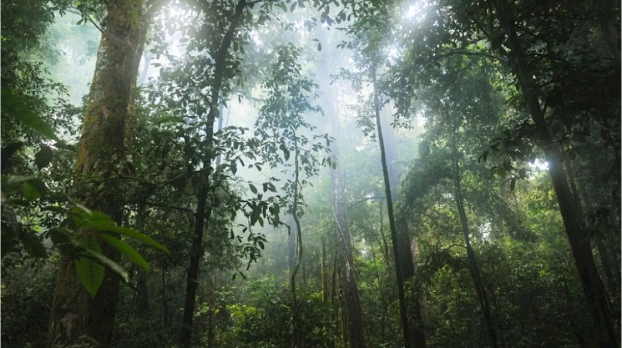 Mengenal Makna Label Sertifikasi FSC Pada Produk Hasil Hutan, Apa Ya Maknanya?