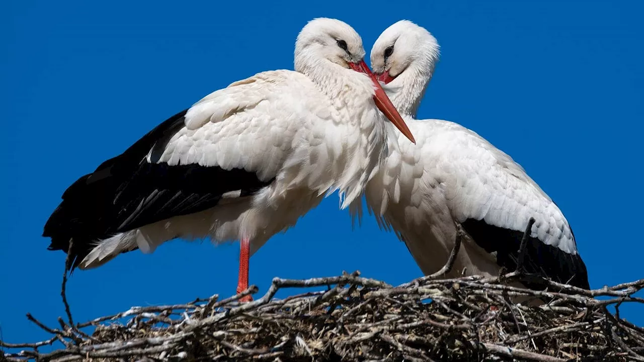 Warum bringt ausgerechnet der Storch die Kinder?