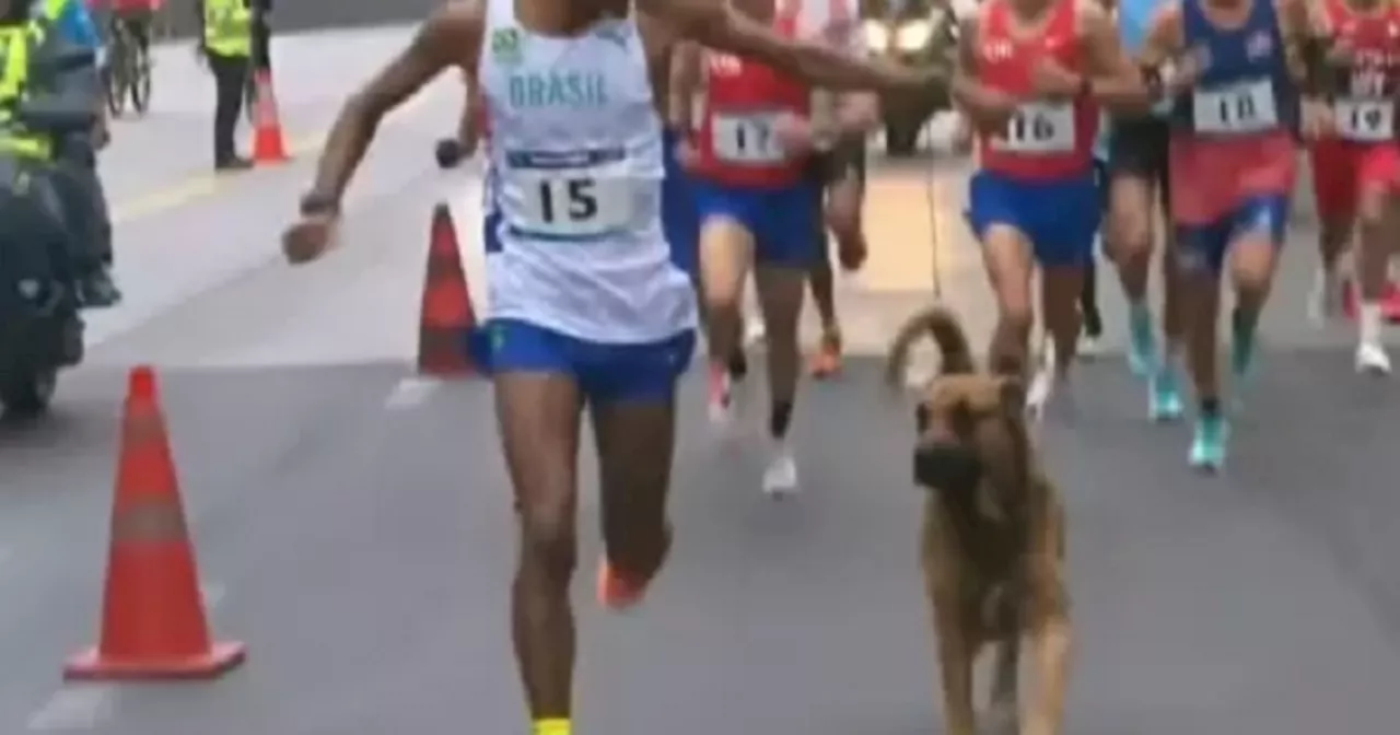 Cachorro invade maratona dos Jogos Pan-Americanos e corre ao lado de brasileiro