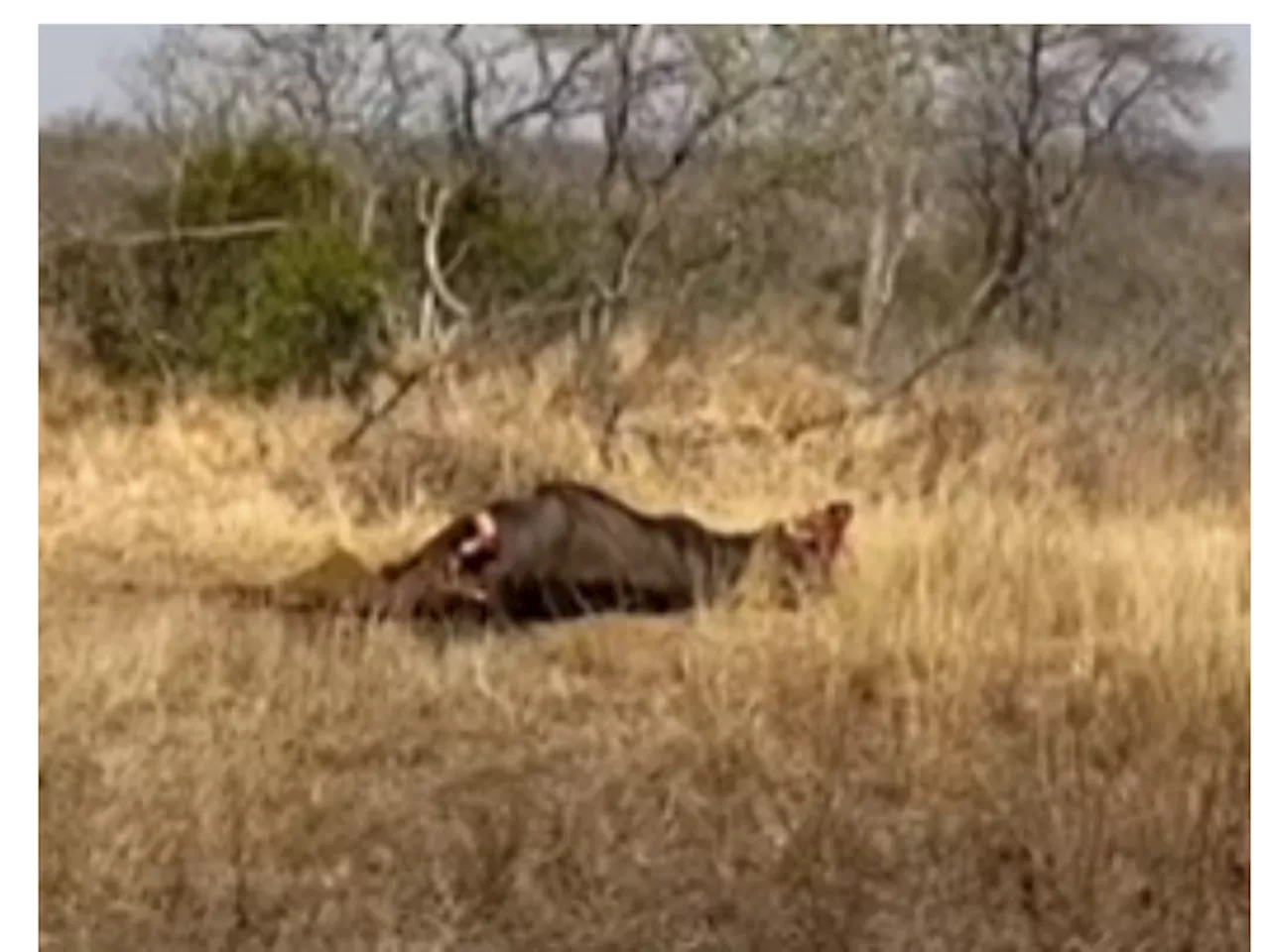 WATCH: Lion surprises hyena that was stealing from them [VIDEO]