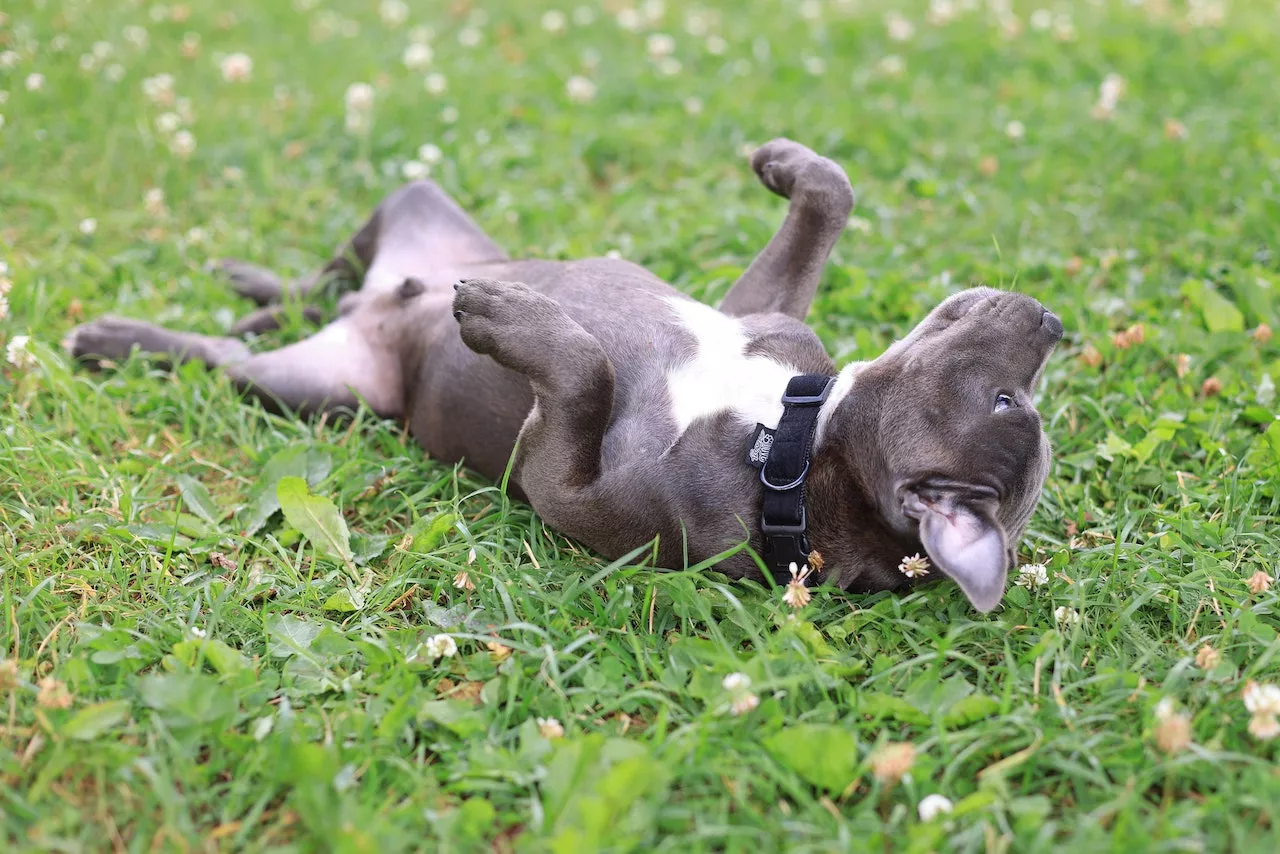 Why do dogs roll on their backs?