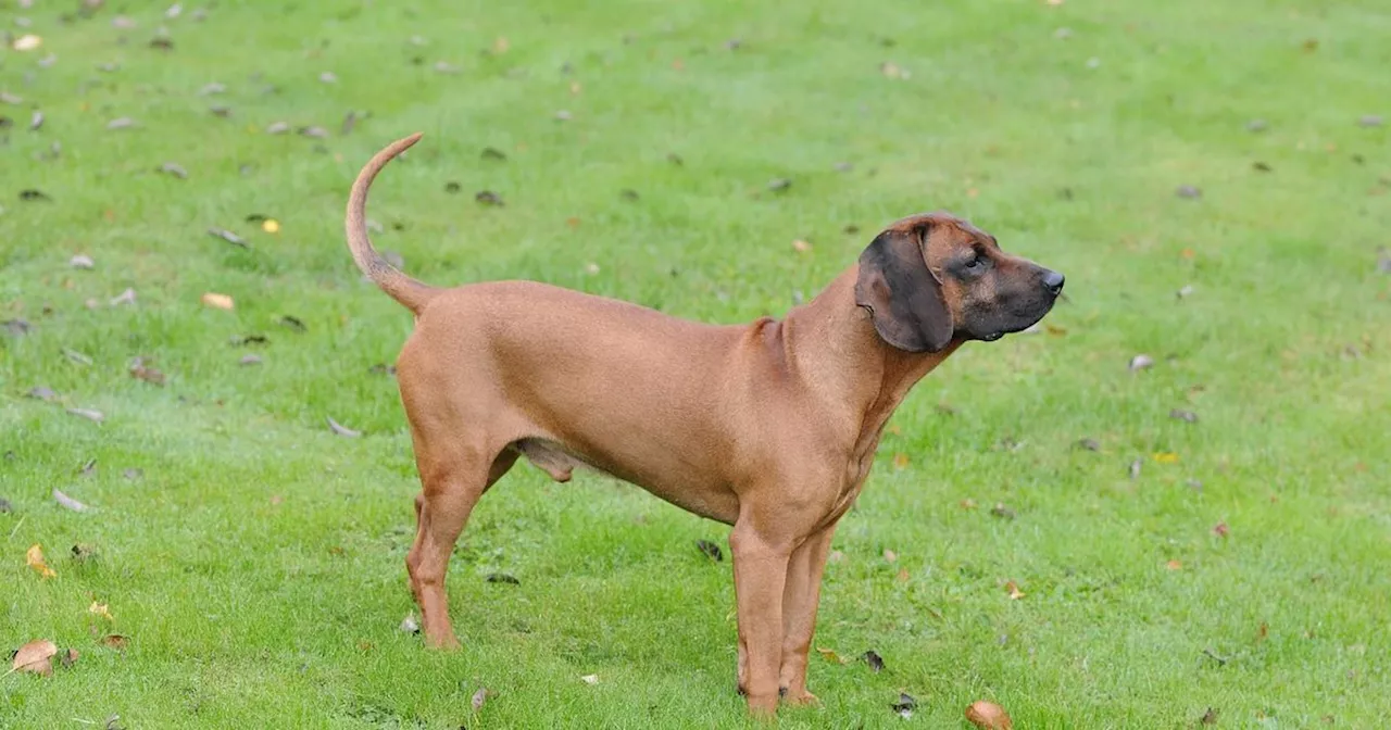 Vierjähriges Mädchen in Kolsass von Hund ins Gesicht gebissen