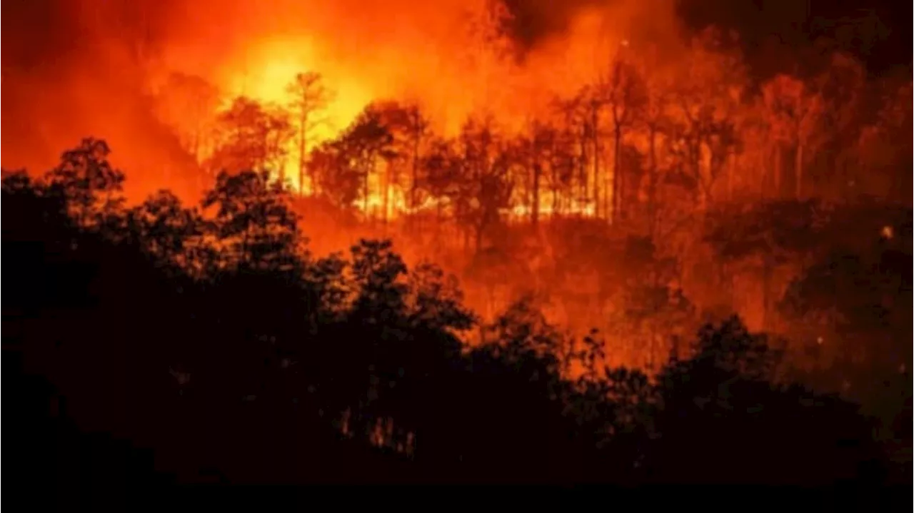 Blok Tegal Alun Gunung Papandayan Garut Terbakar, Api Kian Membesar