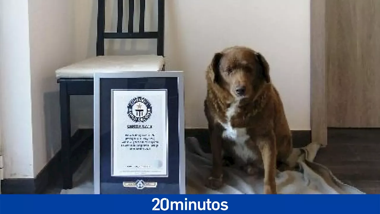 Muere Bobi, el perro más longevo del mundo, a los 31 años