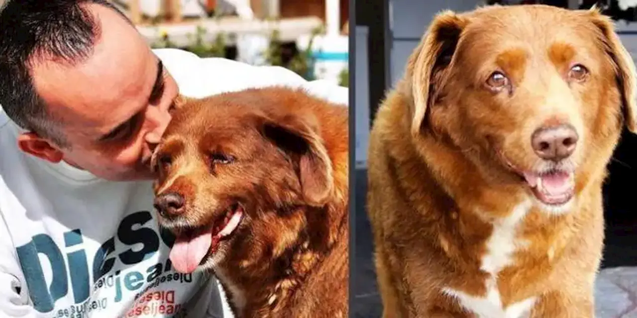 Muere a los 31 años Bobi, oficialmente el perro más viejo del mundo