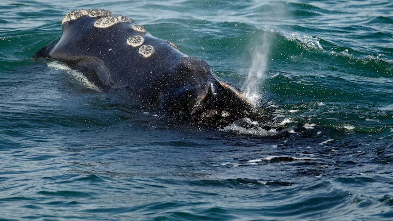 Decline of rare right whale appears to be slowing, but big threats remain