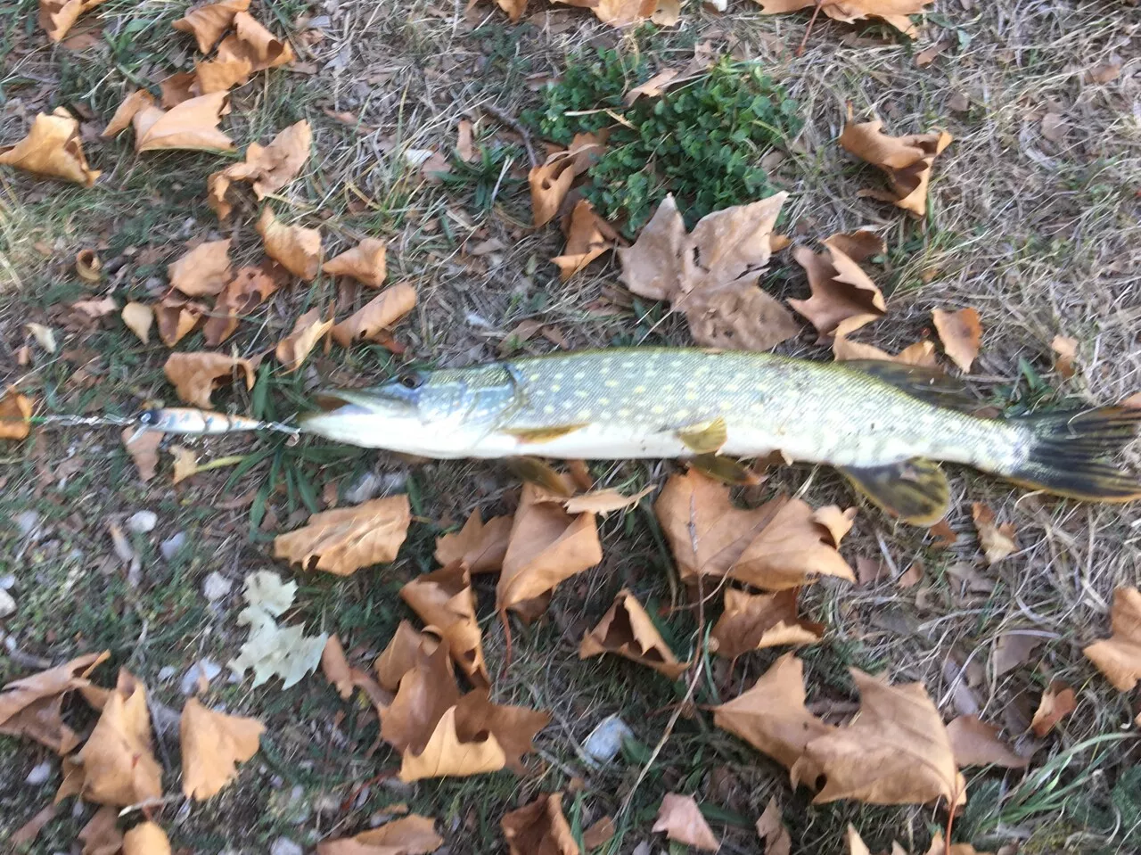 Aisne : une réglementation de plus en plus complexe autour de la taille minimale du brochet