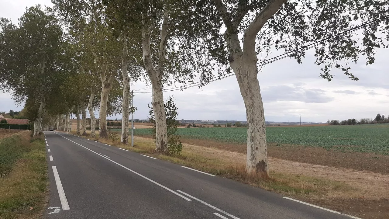 Chancre coloré : 16 platanes bientôt abattus sur la RD25 entre Villefranche-de-Lauragais et Caraman