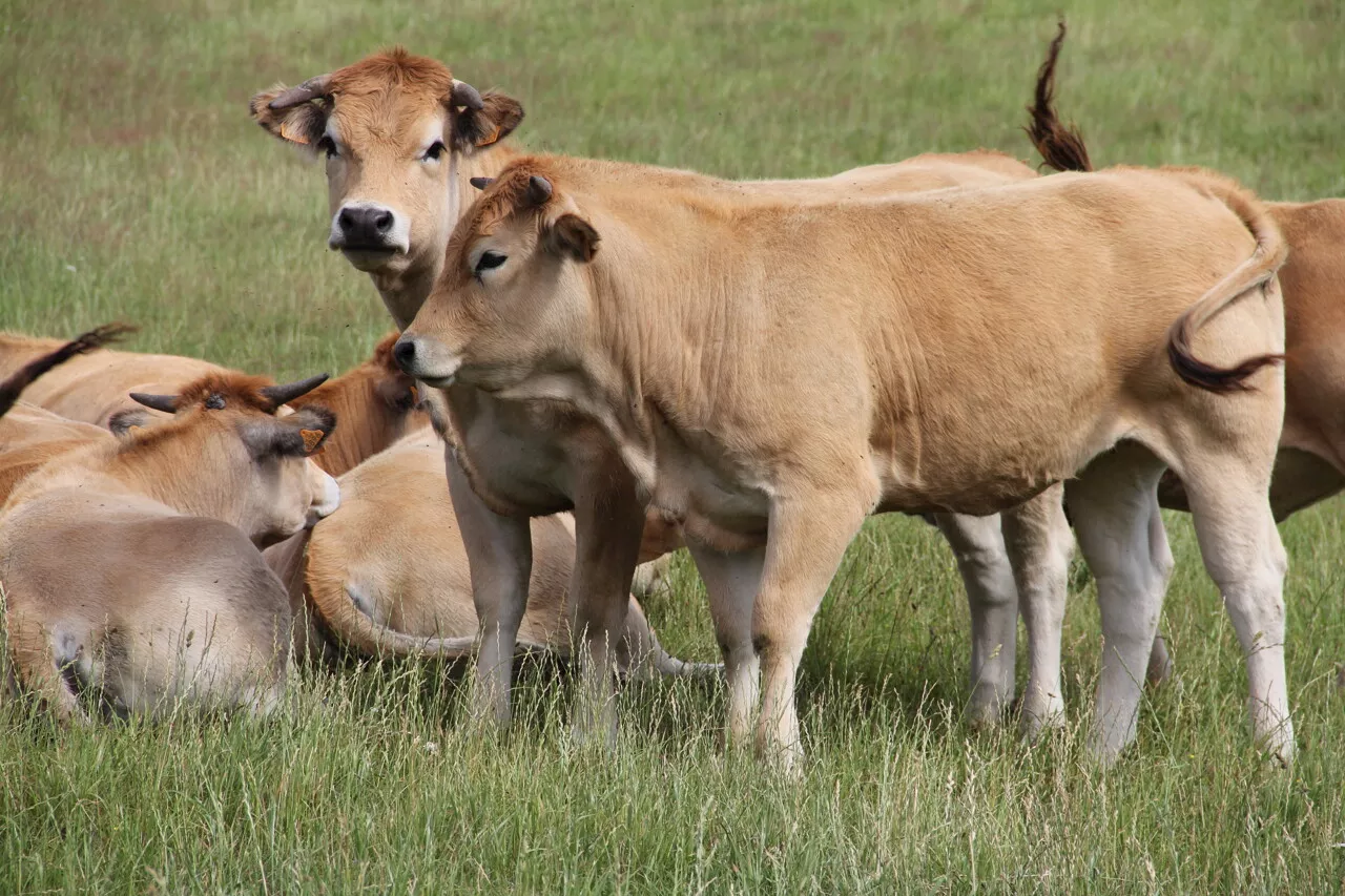 La nouvelle maladie bovine totalement hors de contrôle en Occitanie